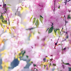 Pink sakura (flowering cherry) blossom in spring