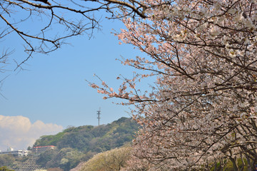 【神奈川】横須賀　走水水源地の桜