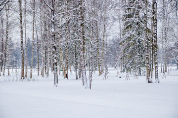 Winter landscape in cloudy weather. Winter Park.