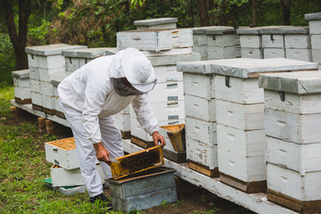 apiarist working with bees hive outdoor