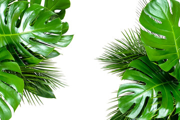 Close up of bouquets of various fresh tropical leaves isolated on white background. Design...