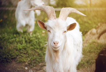 A white beautiful goat with long massive horns with yellow eyes stands on a background of green pasture among the rest of the herd on a Sunny day.