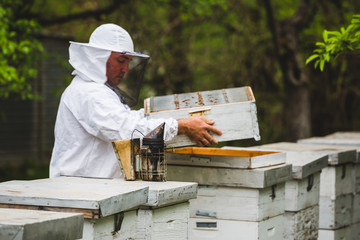 worker working in apiary outdoor