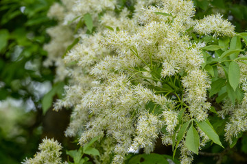 Fraxinus ornus Blumenesche