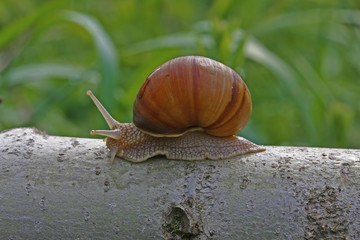 snail beetle; Pulmonata