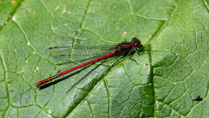 Libelle auf einen Blatt