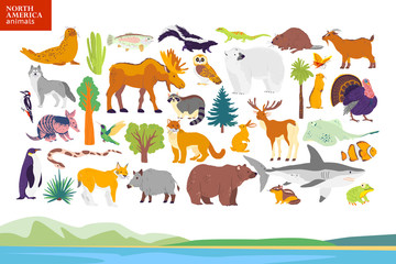 Vector flat illustration of North America landscape, animals, plants: seal, bear, moose, owl, deer, raccoon, turkey, sequoia, fir tree, oak, cactus. For infographics, children book, alphabet, banner.