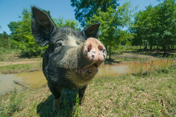A muddy snout of a pig of back color