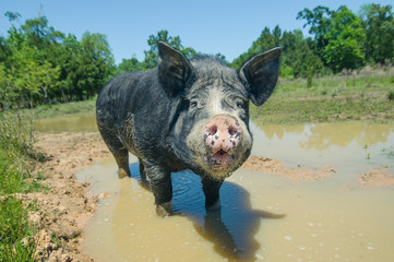 A  standing in a muddy pond black piglet turned his dirty snout into the camera
