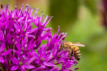 European honey bee (Apis mellifera) on a purple flower, macro