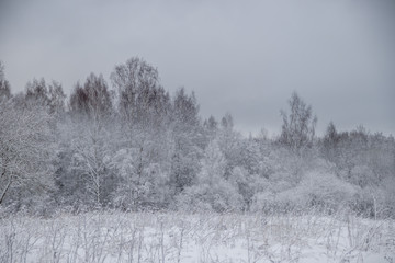 Winter landscape in cloudy weather. Winter Park.