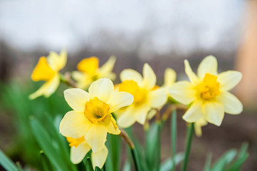 Flowerbackground,beautiful,beauty,bloom,blooming,blossom,blue,bouquet,bright,close,close-up,closeup,color,copy,daffodil,daffodils,easter,eggs,field,flora,floral,flows daffodils close up and copy space