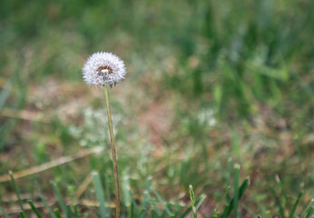 Allergy Season Dandelion Up Close