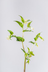Hooker's Fairybells on White