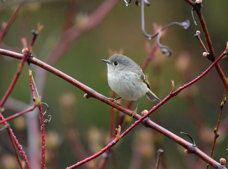 Ruby Crowned Kinglet