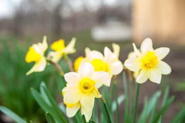 Flowerbackground,beautiful,beauty,bloom,blooming,blossom,blue,bouquet,bright,close,close-up,closeup,color,copy,daffodil,daffodils,easter,eggs,field,flora,floral,flows daffodils close up and copy space