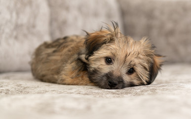 Adorable Fluffy Yorkie Mix Puppy Relaxing on Gray Sofa