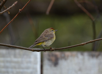 Palm Warbler