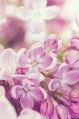 Close up picture of bright violet lilac flowers. Abstract romantic floral background.