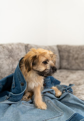 Naklejka na ściany i meble Adorable Fluffy Yorkie Mix Puppy Relaxing on Gray Sofa
