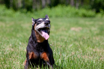 Happy Dog