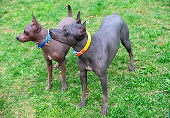 two American Hairless Terriers dogs  with colorful collars on green lawn background