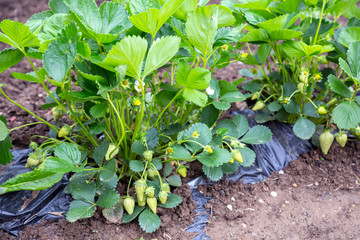 Organic green strawberry bushes in the garden with flowers