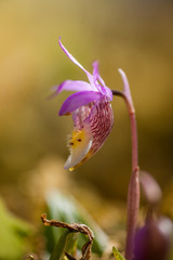 Single Fairy Slipper Orchid Flower