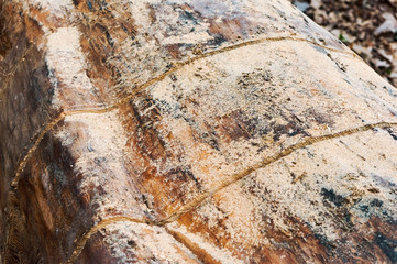 Line cut on a log. Cut on a tree trunk.
