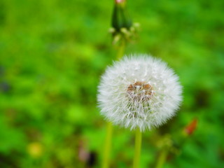 Dandelion in grass, herbs