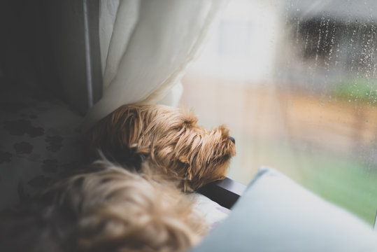 Depressed dog looking out the window