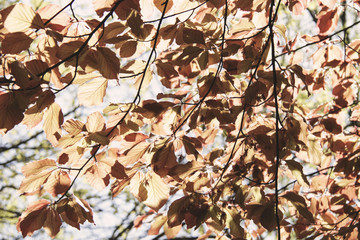 autumn linden leafs background