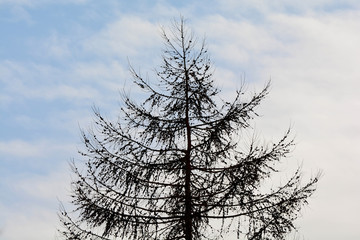Silhouette fir with cones