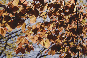 autumn linden leafs background
