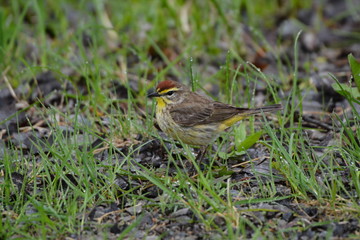 Palm Warbler