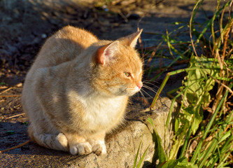 The red cat went out to hunt.