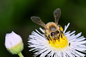 Worker bee pollinating Daisy Fleabane wildflowers during Springtime in Houston, TX.