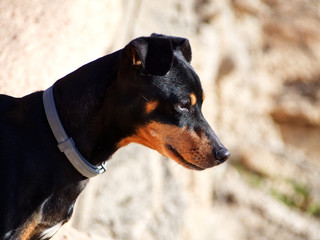pinscher miniature