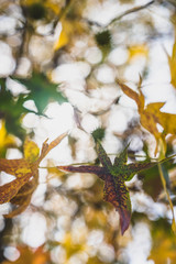 closeup of colorful fall leaves on a tree