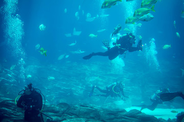 Group of divers in aquarium tank