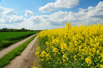 Rapeseed or Brassica napus, also known as rape and oilseed rape is a bright yellow flowering member of the family Brassicaceae, cultivated mainly for its oil-rich seed.
