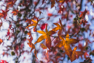 closeup of colorful fall leaves on trees