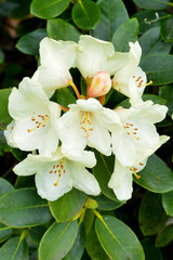 weißer Rhododendron