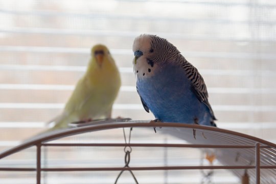 Two parrots are sitting on the cage. Birds