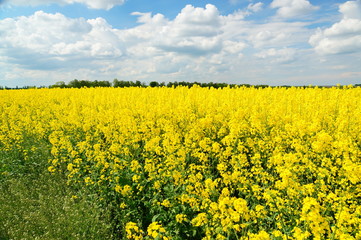 Obraz premium Rapeseed or Brassica napus, also known as rape and oilseed rape is a bright yellow flowering member of the family Brassicaceae, cultivated mainly for its oil-rich seed.