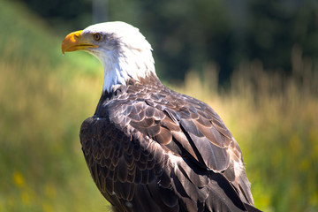portrait of an eagle