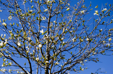 Magnolia tree blooming