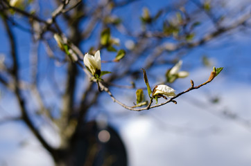 Magnolia branch blooming