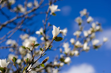 Magnolia branch blooming