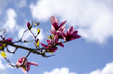 Magnolia branch blooming